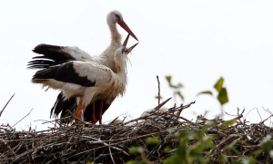 Popis stani&scaron;ta i suživot čoveka i prirode najvažniji za živi svet